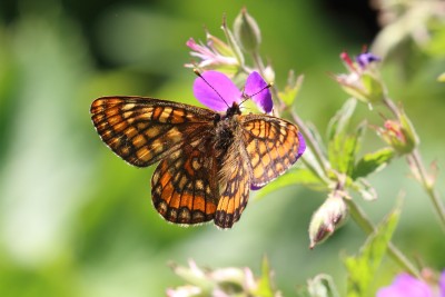 Euphydryas intermedia_47108.JPG