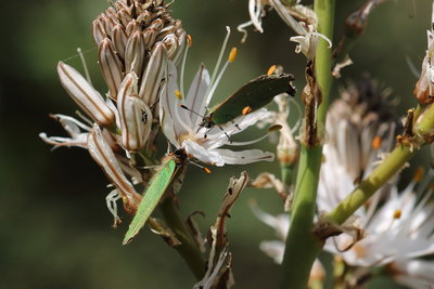Callophrys avis_40126.JPG