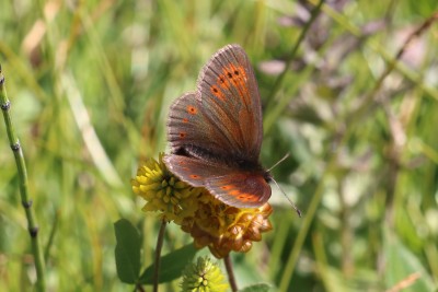 Erebia epiphron_47374.JPG