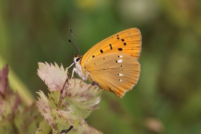 Lycaena virgaureae_47529.JPG