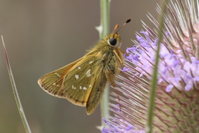 Hesperia comma_47741.JPG