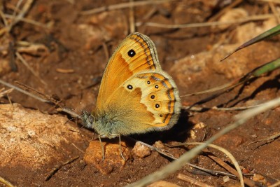 Coenonympha dorus_43761W.JPG