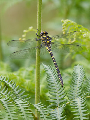 Golden-ringed dragonfly 160607 115S.jpg
