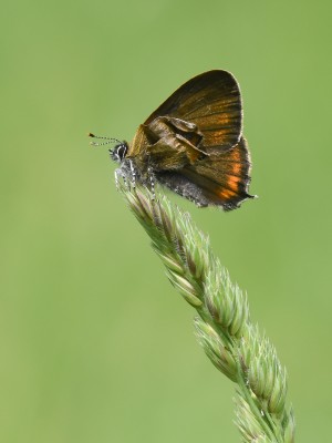Topside wing view of partially developed male black hairstreak.