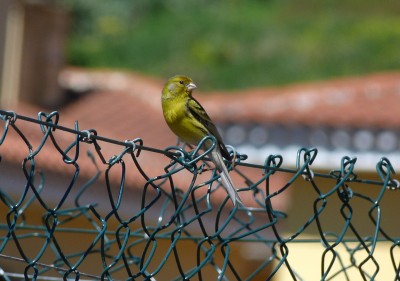 9.Canary(1).jpg