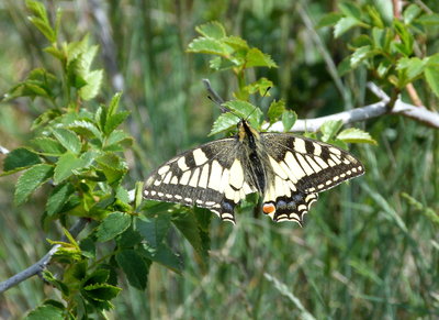3Swallowtail(1).jpg