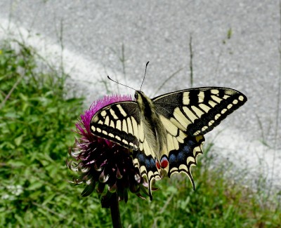 6Swallowtail(1).jpg