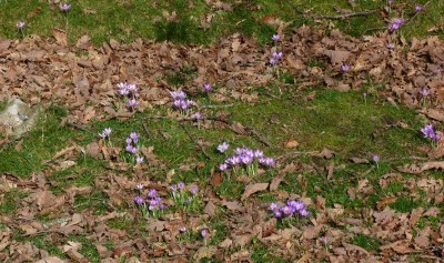 5.Crocuses(1).jpg