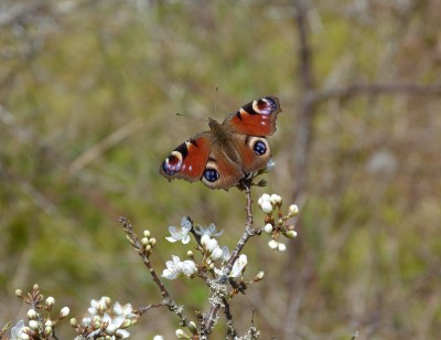 3.4.Peacock(1).jpg