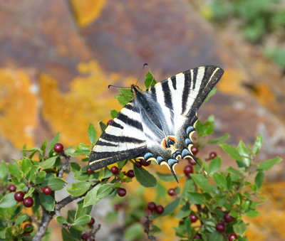 01IbScSwallowtail(1).jpg