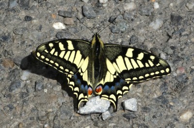 Alps.Swallowtail(1).JPG