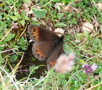 7.Erebia1(1).jpg