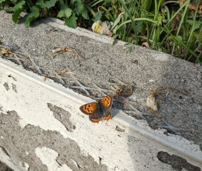 02.Garden Small Copper(1).jpg