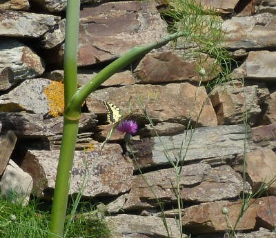 3.Swallowtail(1).jpg