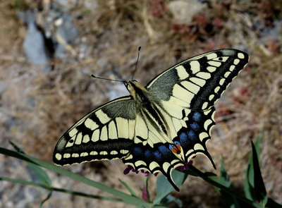 8.Swallowtail(1).jpg