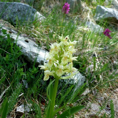 000Elderflowerorchid2.jpg