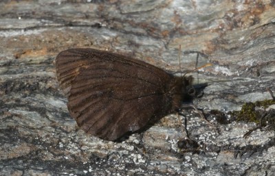 Arc.ArcticRinglet.JPG