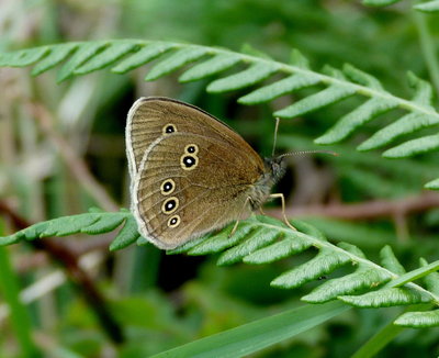 01Ringlet(1).jpg