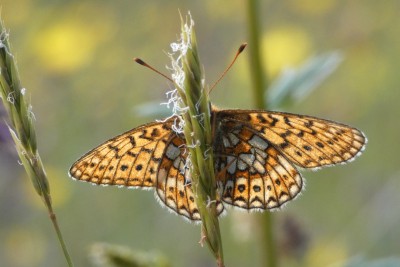 Arc.BogFrituns(1).JPG