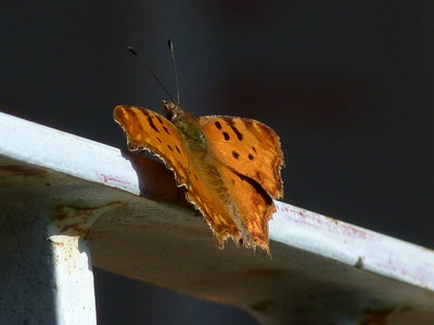 6.SthComma1(1).jpg