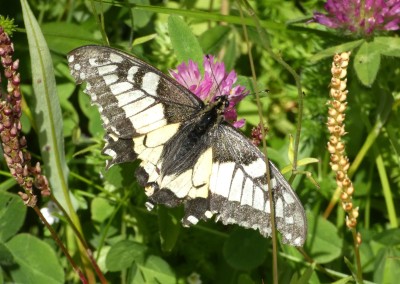 Arc.Swallowtail(1).JPG