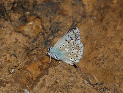 2.LycaenidAzureCHBuns(1).jpg