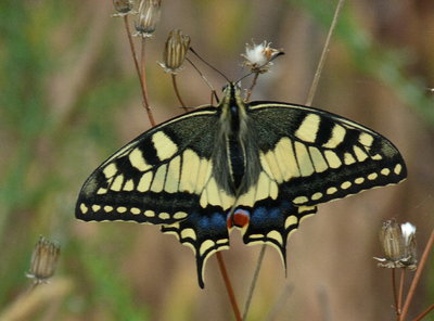 9Swallowtail(1).jpg