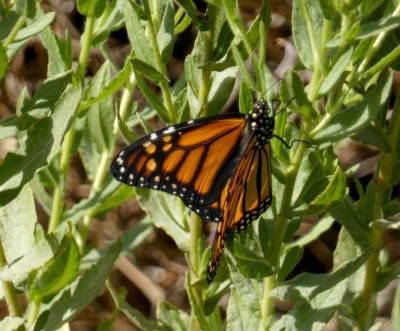 5.Monarch(1).jpg