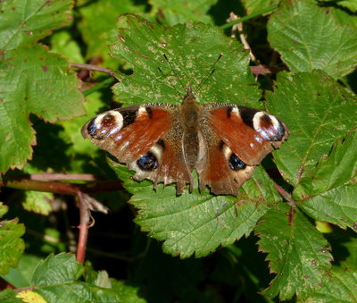 1.Peacock(1).jpg