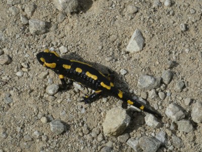 1.Salamander(1).JPG