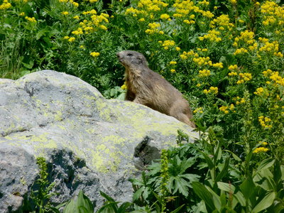 2.Marmot(1).jpg