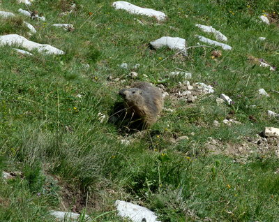 12.Marmot(1).jpg