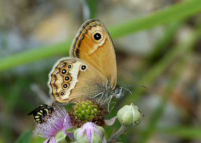 11.DuskyHeath(1).jpg