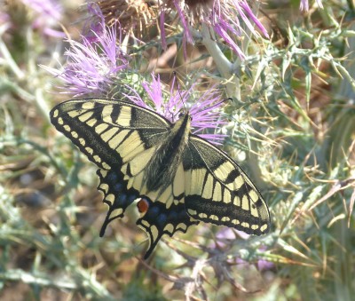 8.Swallowtail(1).jpg