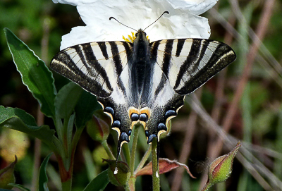 6Sp.Swallowtail(1).jpg