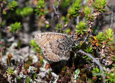 Arctic Grayling.jpg