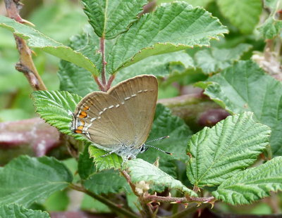 0Hairstreak(1).jpg