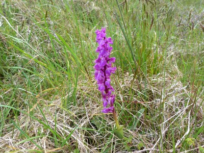 26.Orchid(1).jpg