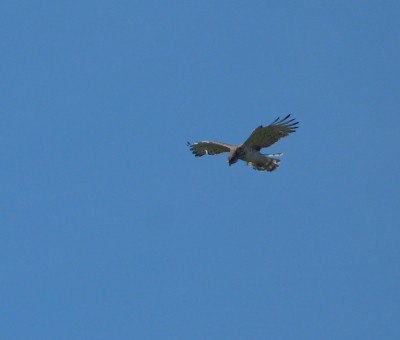 2a.Birdofprey(1).jpg