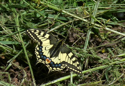 2Swallowtail(1).jpg