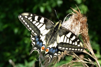 Swallowtail 1.jpg