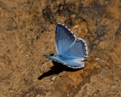 2.LycaenidAzureCHBups(1).jpg