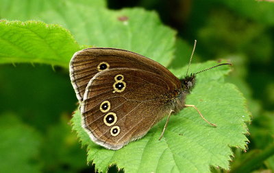 1Ringlet1(1).jpg