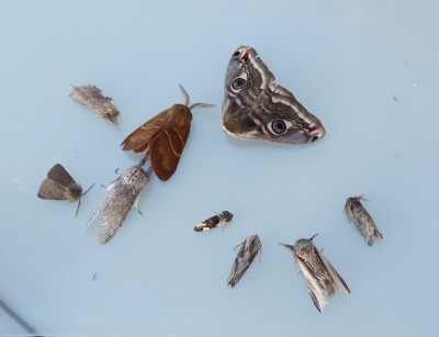 3.moths(1).jpg