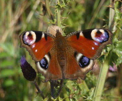 25.Peacock(1).jpg