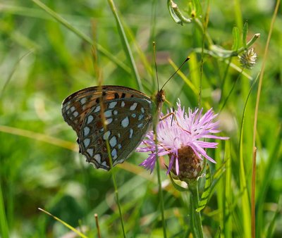 Fritillary.jpg