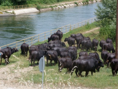 0.Waterbuffalo(1).jpg