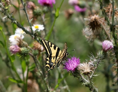 1.Southern Swallowtail.jpg