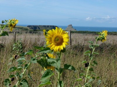 10b.Sunflowers(1).jpg