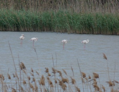 6.Flamingoes(1).jpg